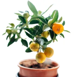 Indoor Kumquat Tree