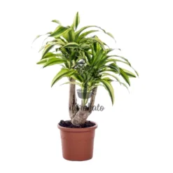 Dracaena Fragrans Reflexa