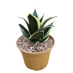 Sansevieria Golden Hahnii